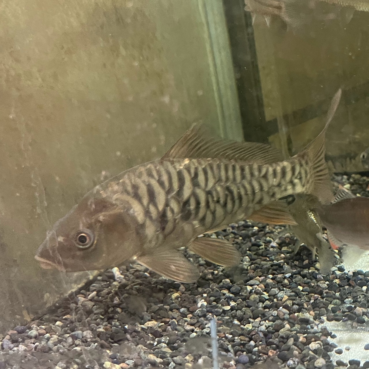 （淡水魚）ドイツマゴイ／真鯉（養殖）　20ｃｍ±（1匹）（現品）【生体】