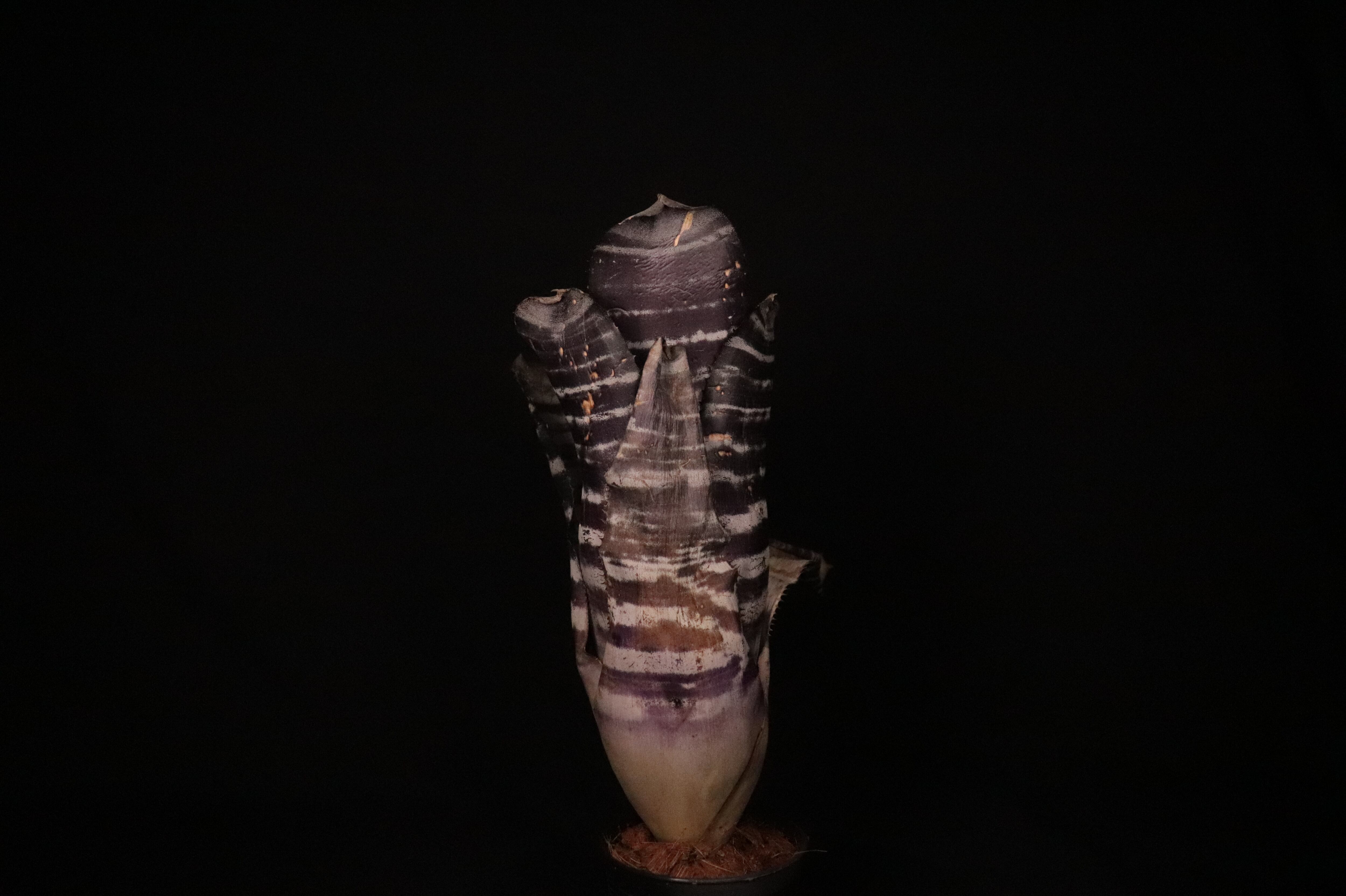 送料無料】Aechmea chantinii 'Black Ice' seedling〔エクメア〕現品