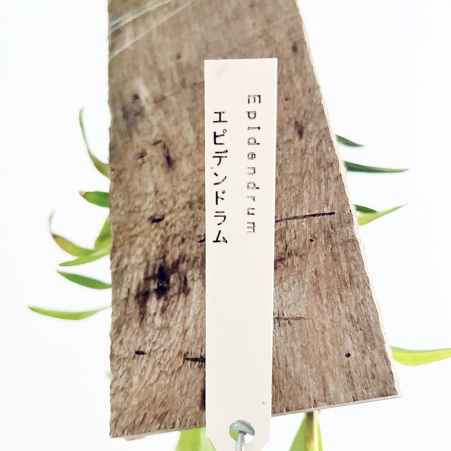 エピデンドラム 可愛い紫花 板付け 洋ラン calm cafe
