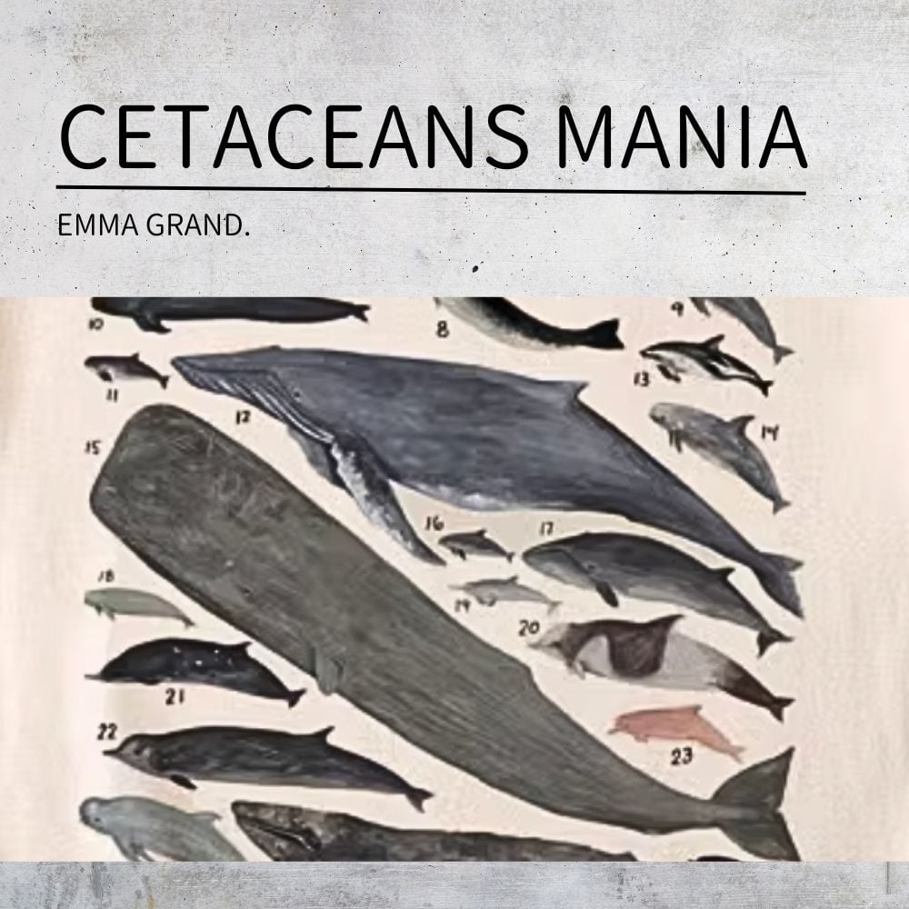 鯨類マニアT シャツ E00457 | EMMA GRAND