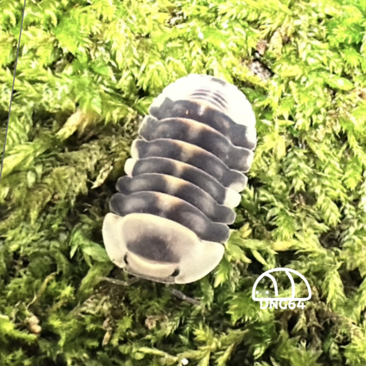 ホワイトダッキー 5+1匹 | DNG64｜ダンゴムシ販売店