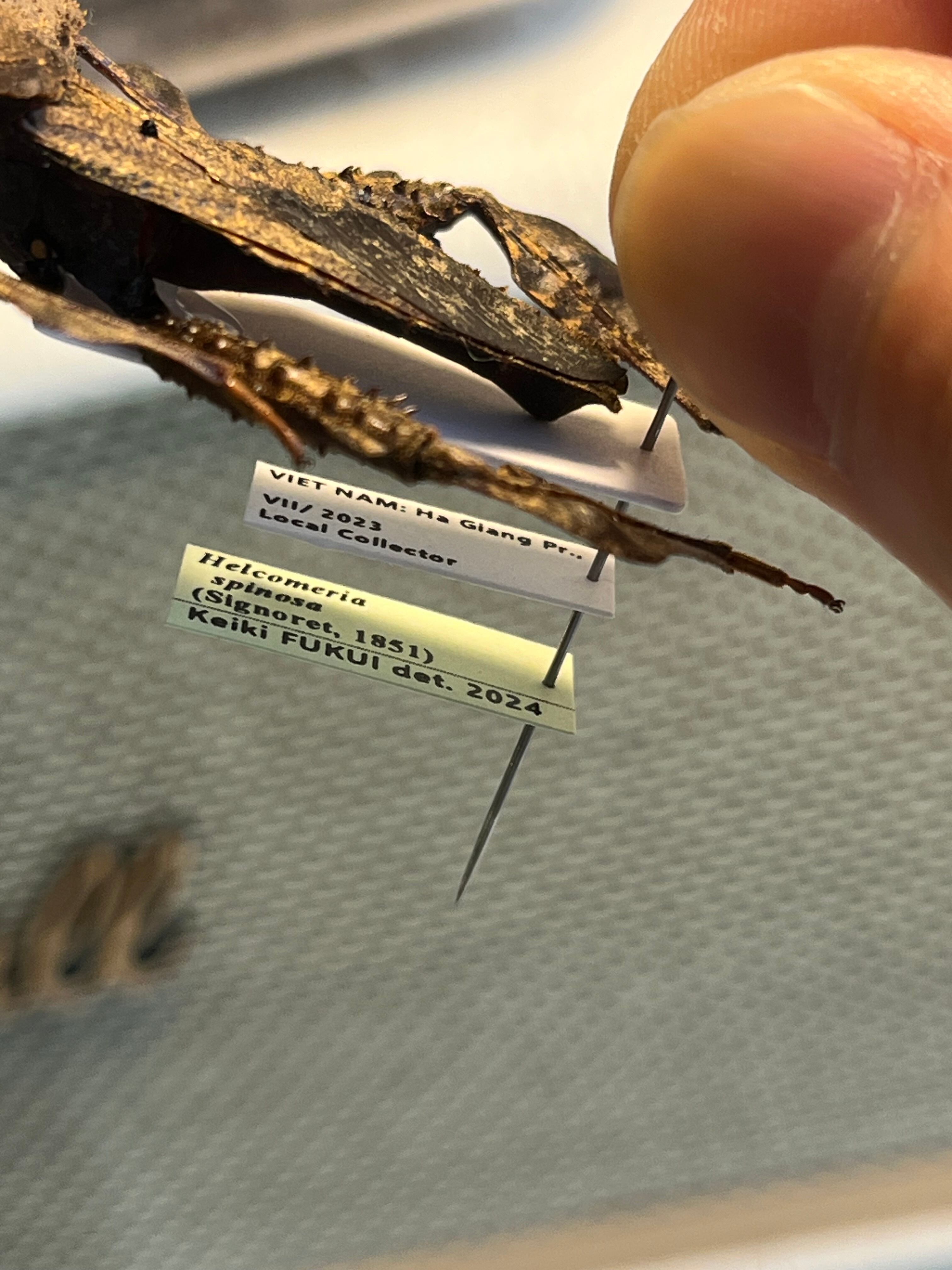 極美展足】オウサマヘリカメムシ 37mm サシガメ甲虫昆虫標本ハムシフン