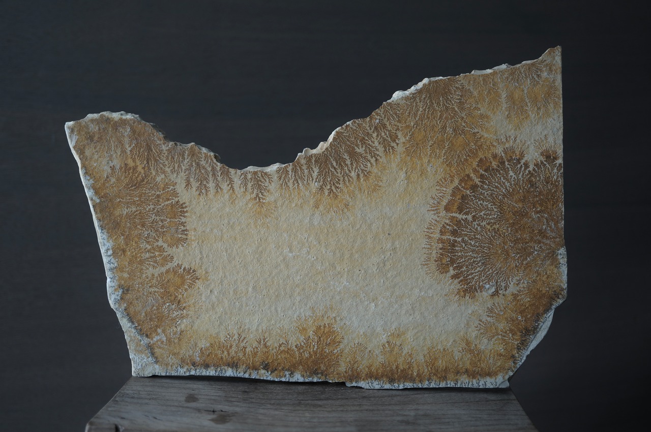 ドイツ産デンドライト 忍石 Dendritic limestone 2445