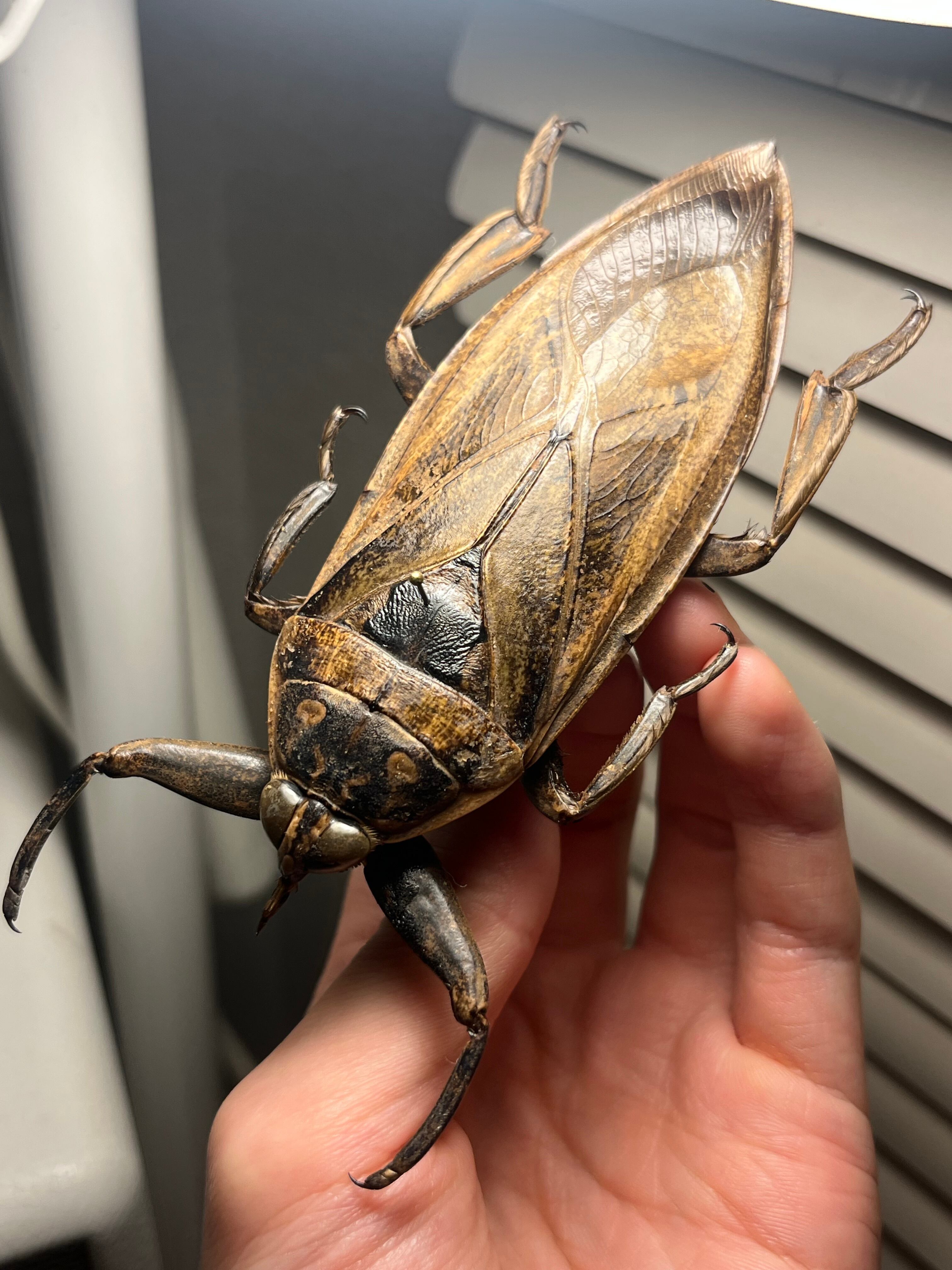 ナンベイオオタガメ 103mm（口吻）標本 最高 ナンベイオオタガメ 103mm（口吻）標本 高評価レビュー ナンベイ