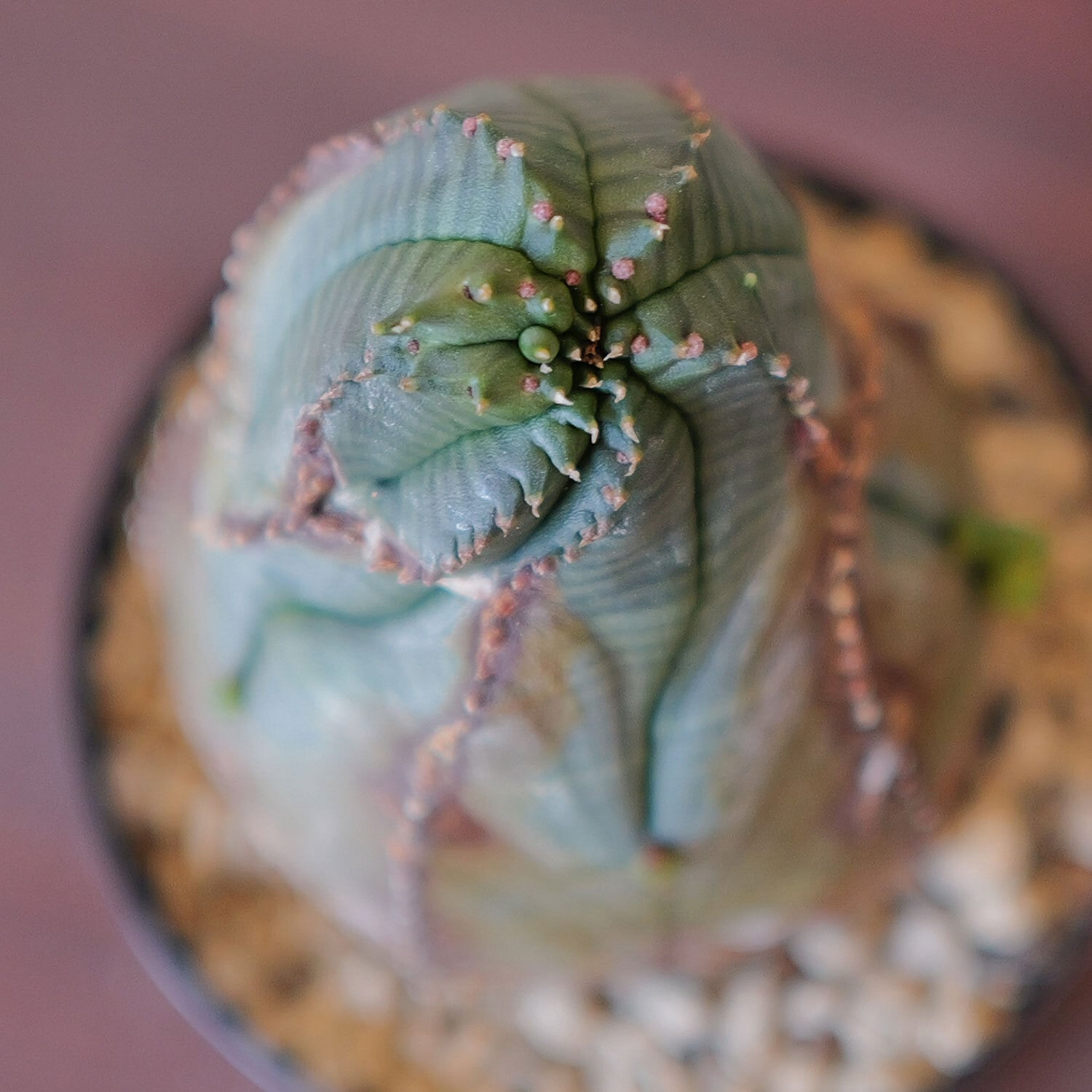 木質化 捻じれ マイクロ オベサ / 木質化 ユーフォルビア | LIGHTHOUSE