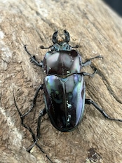 《ニジイロクワガタ 紫紺ピカール系 56mm ペア》セルヴォラン氏委託個体