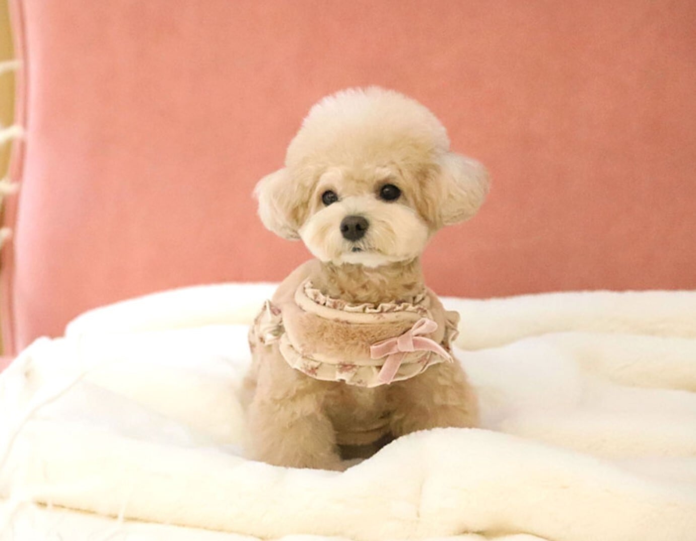 高級犬服 新品 cozy n Fox Fur Harness ファーハーネスm 即納【COZY N】Fur Harness＋Leash《4color》 | haneulpet