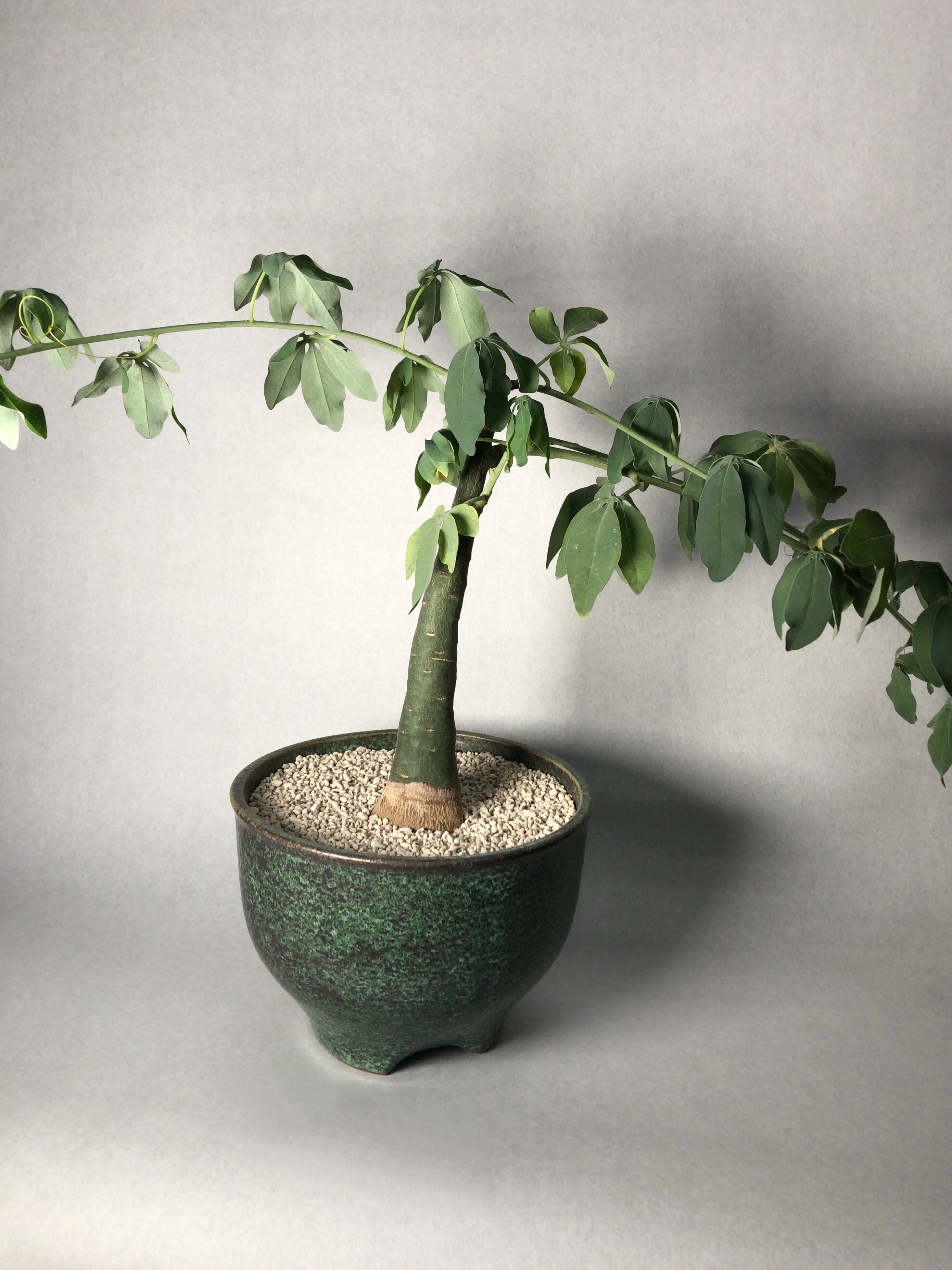 アデニア・グラウカ | trigger