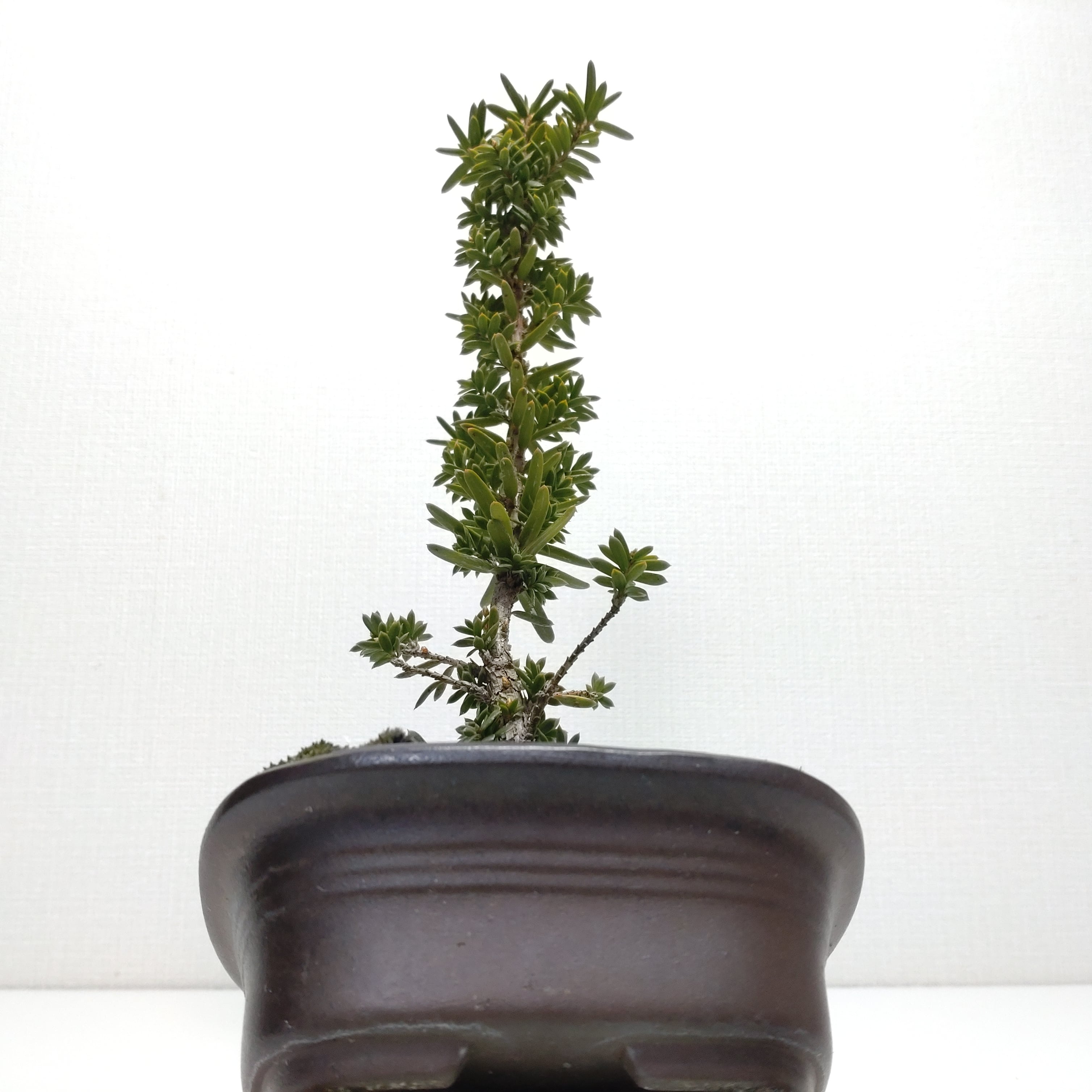 伽羅木（キャラボク）盆栽 CS201 伽羅木（キャラボク）盆栽 CS201 | 盆栽創【Bonsaisou】