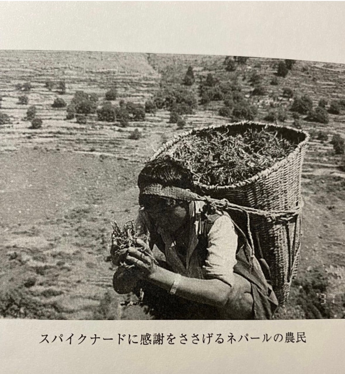 【WOTE精油】スパイクナード（5ml）