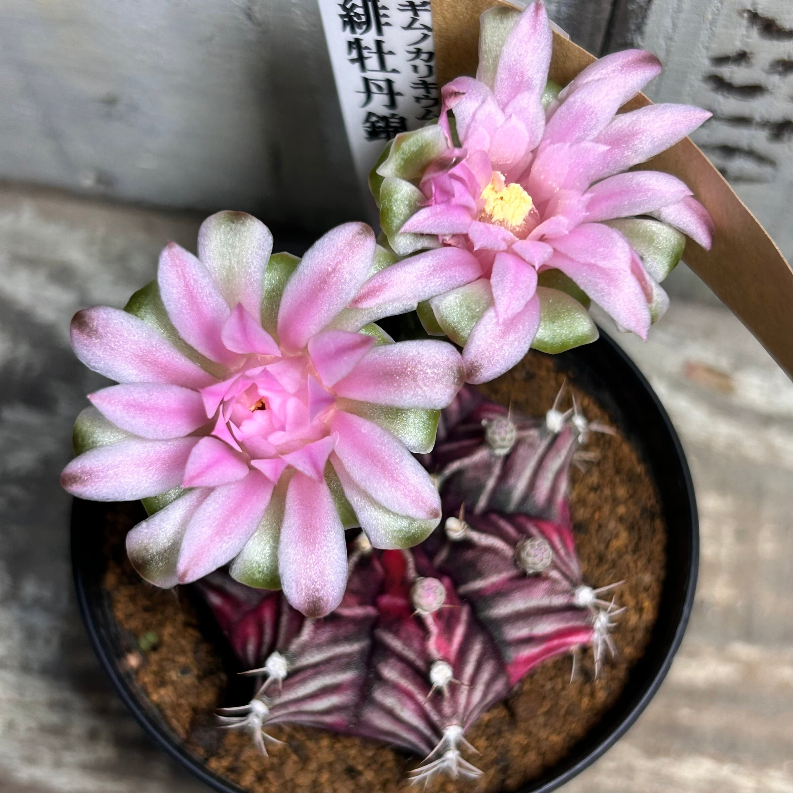 錦 | RuPo 多肉植物専門店