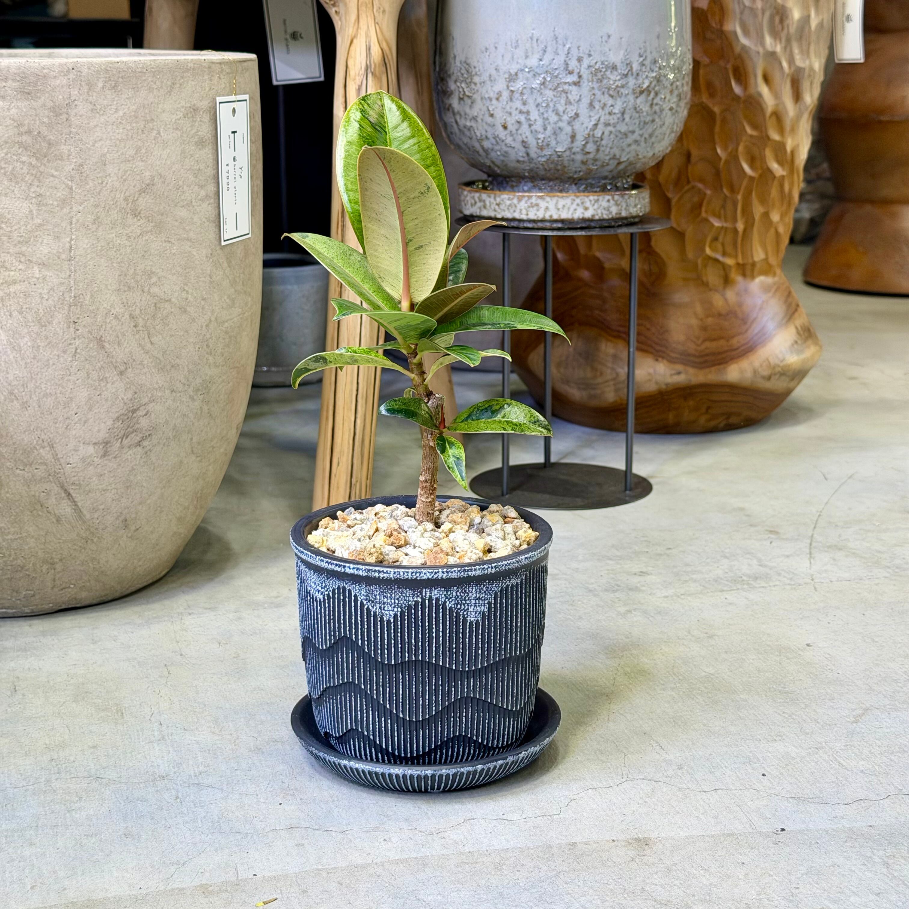 フィカス・ソフィア | barrelplants_BONSAI