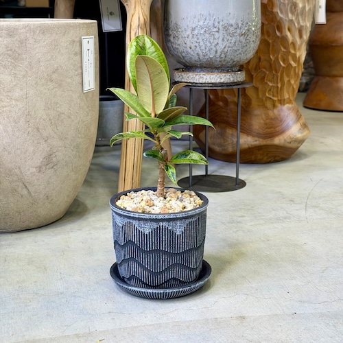 フィカス・ジン