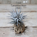 【送料無料】aeranthos Nigra M〔エアプランツ〕現品発送T2449
