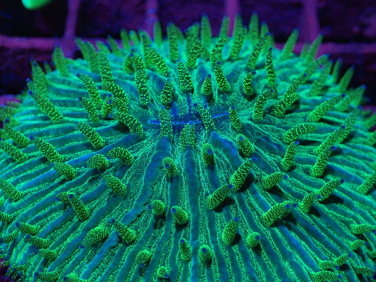 【現地買付】Fungia PremiumGlitter