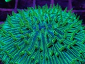 【現地買付】Fungia PremiumGlitter