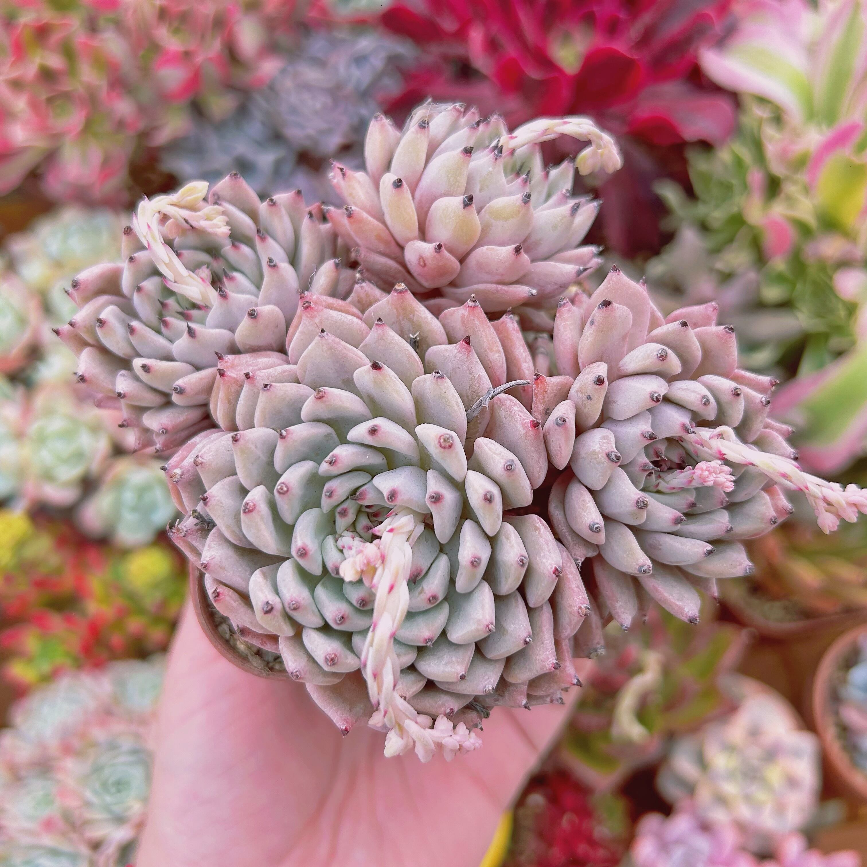 #246現物　多肉植物　ザラゴーサ　大群生