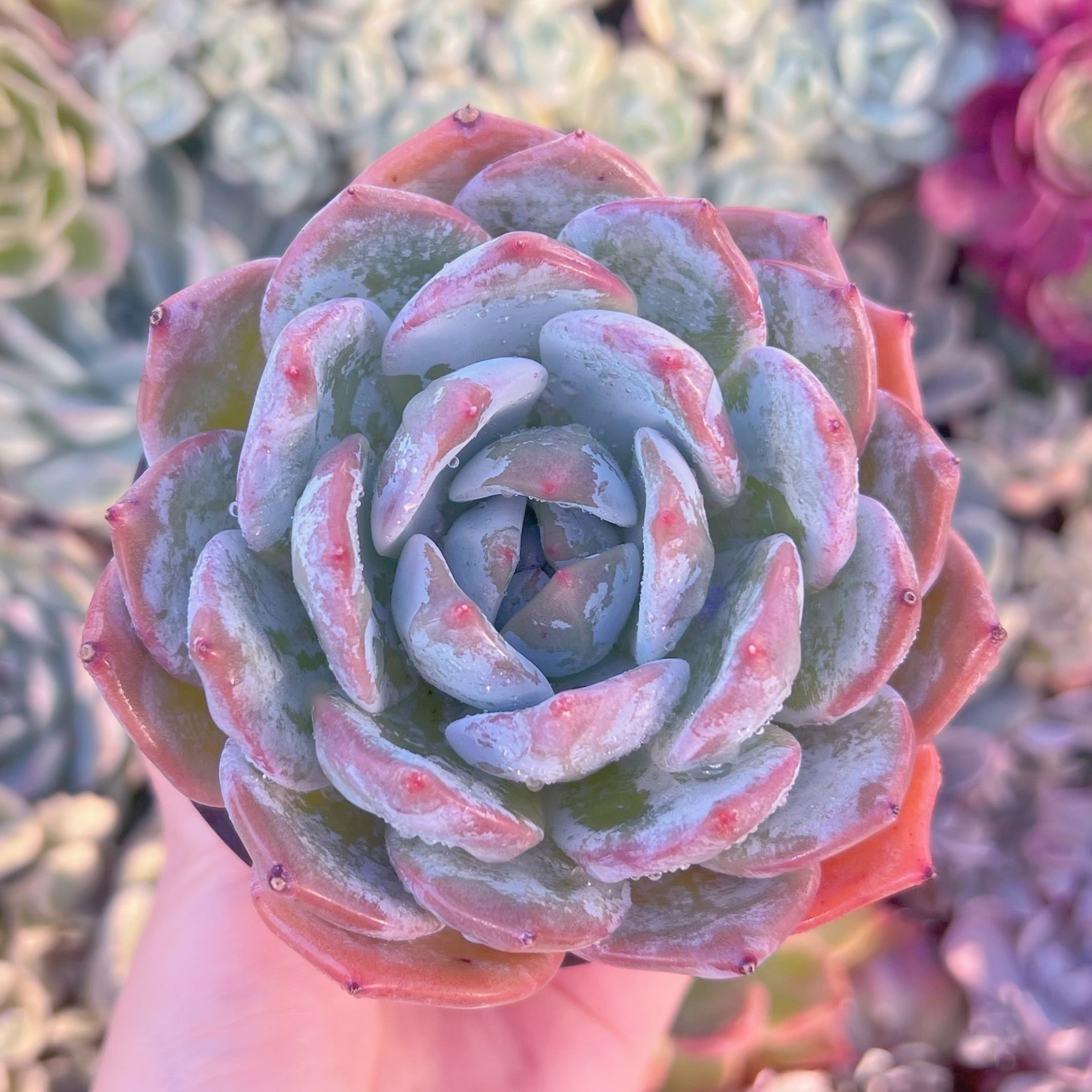 現品　エケベリア白鳳xオレンジモンロー#290　大苗　るる農園