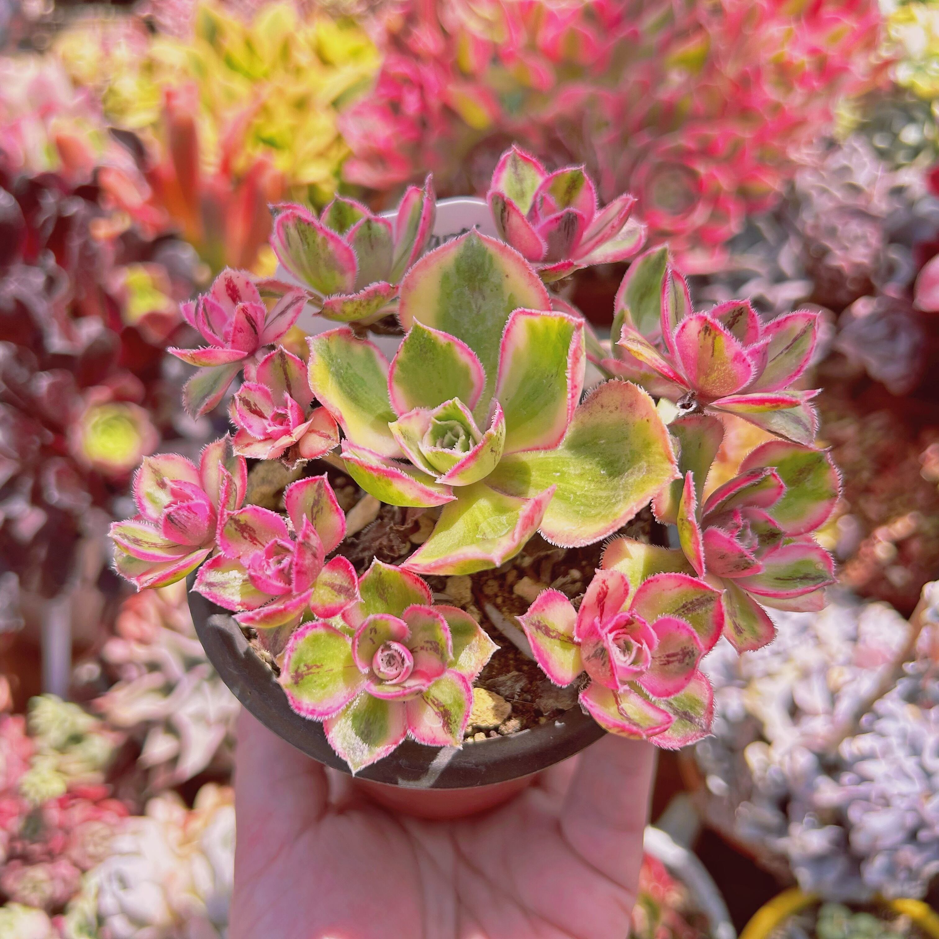 現物　多肉植物　ロスコープ錦　抜き苗