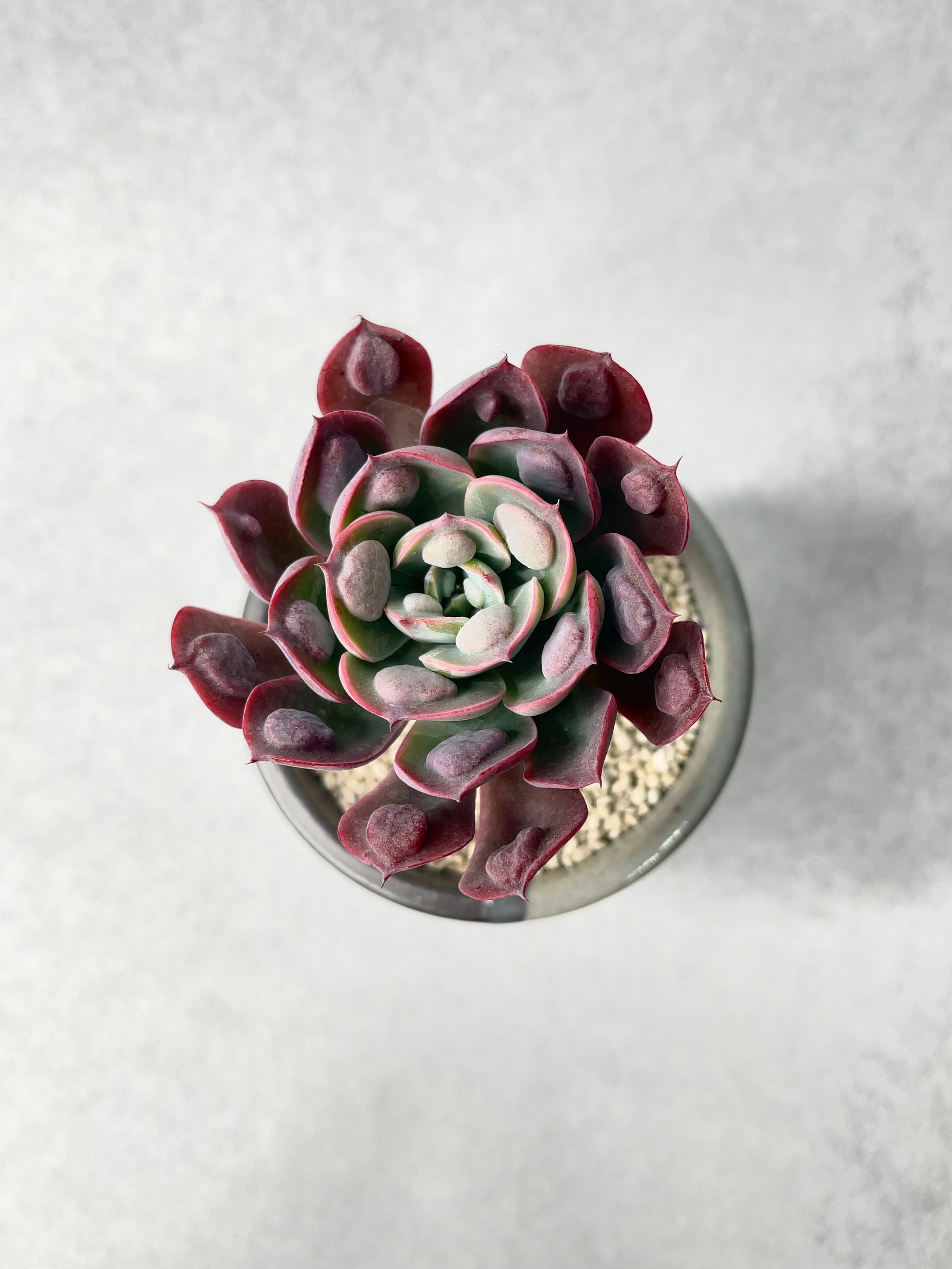 エケベリア・レインドロップス