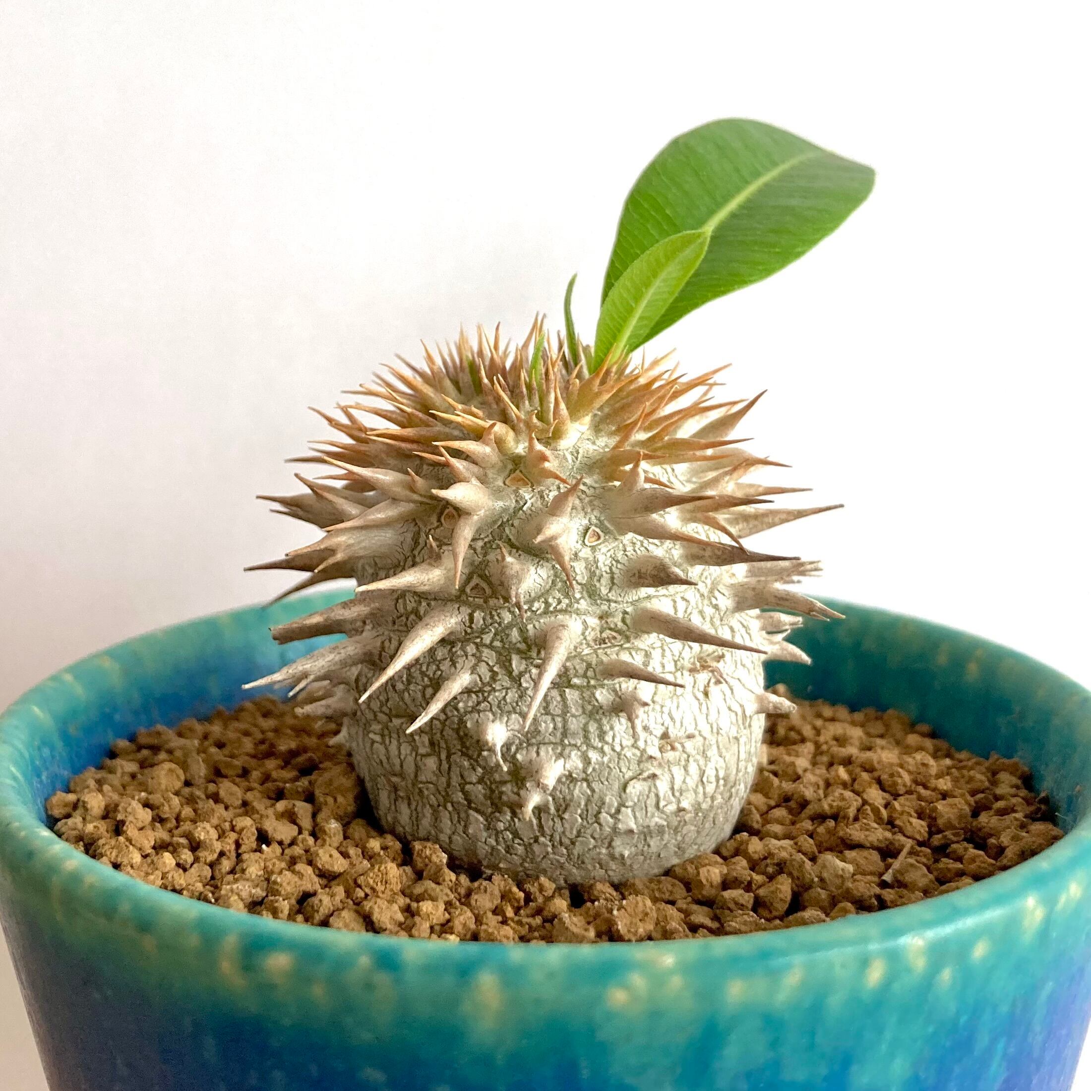 パキポディウム エブレネウム PACHYPODIUM eburneum 3｜花、園芸 