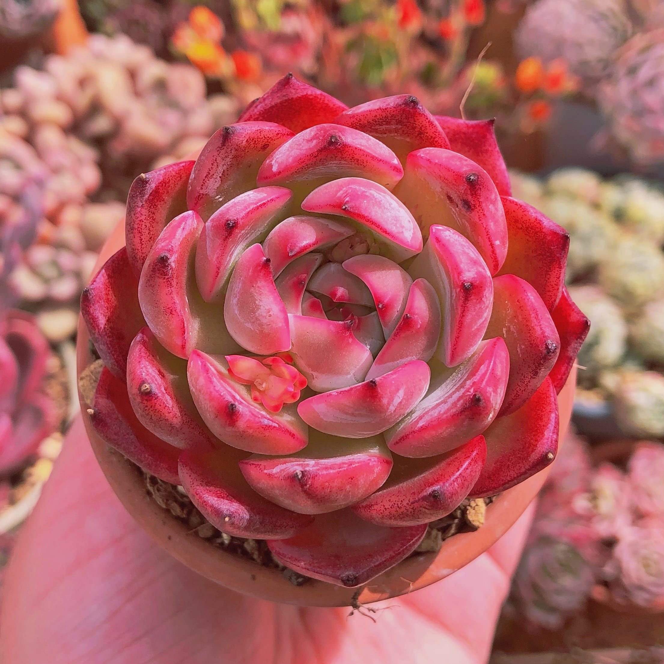 多肉植物　バイキング