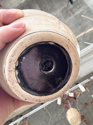 トラデスカンチア・ラベンダー