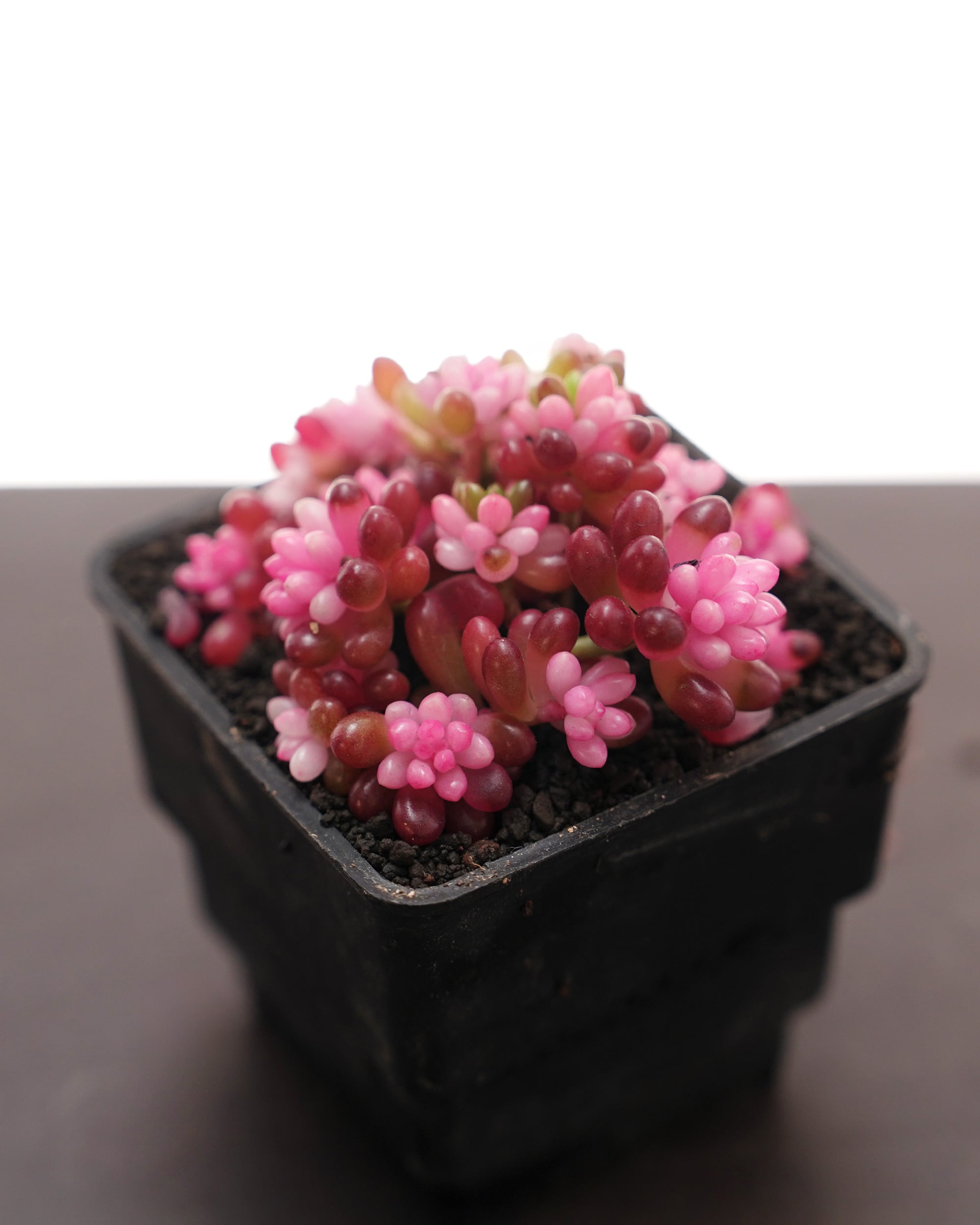 レア種・新品種 | PUKUBOOK SUCCULENTS