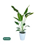 ストレチア オーガスタ 観葉植物 7号 陶器鉢