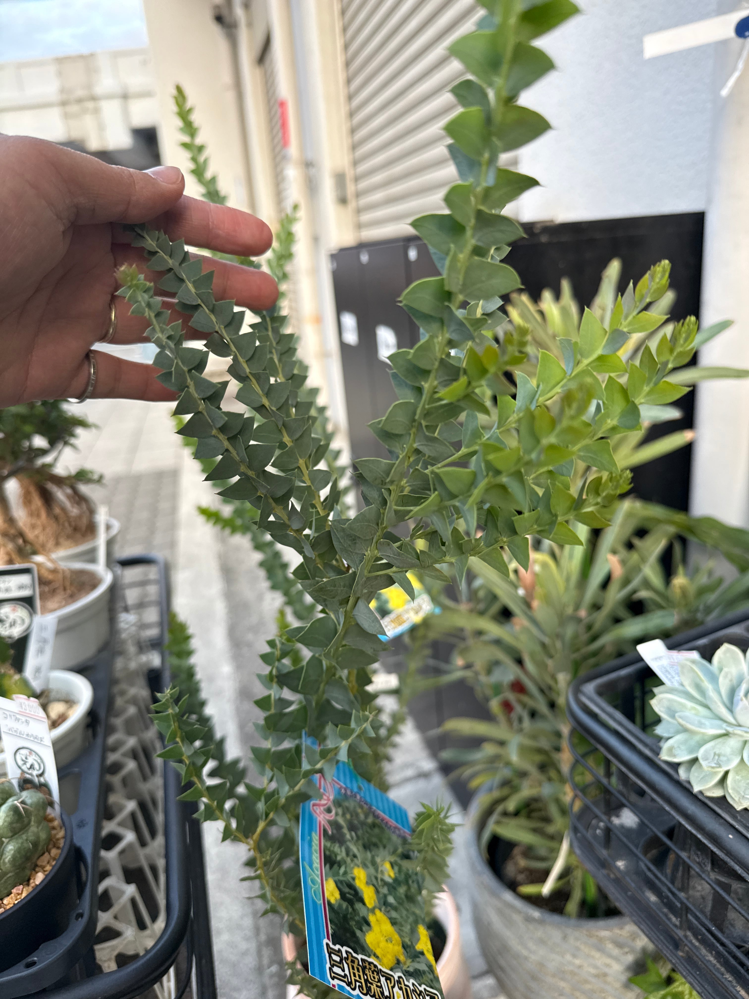 三角葉 アカシア | Gardenえん 【観葉熱帯植物】