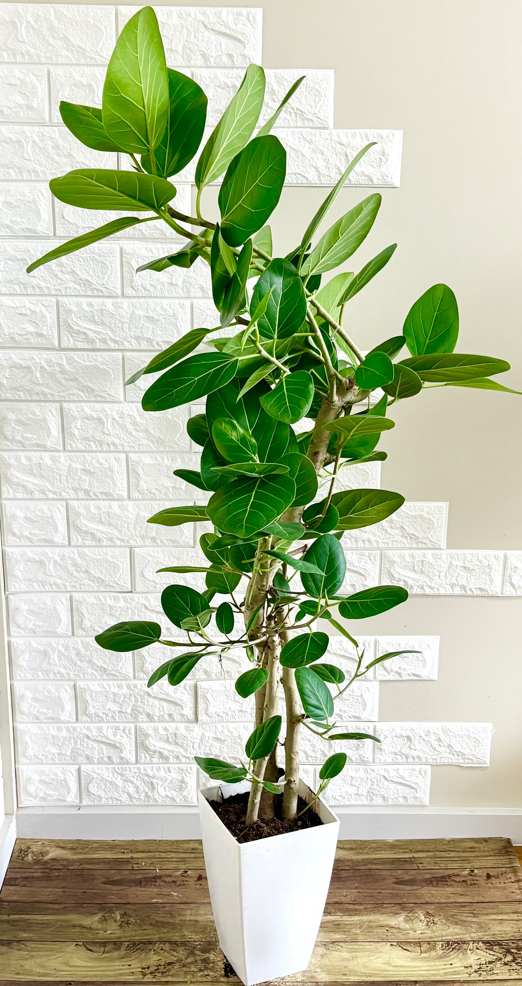 フィカスベンガレンシス⭐️葉多数ボリューム◎ | 観葉植物のお