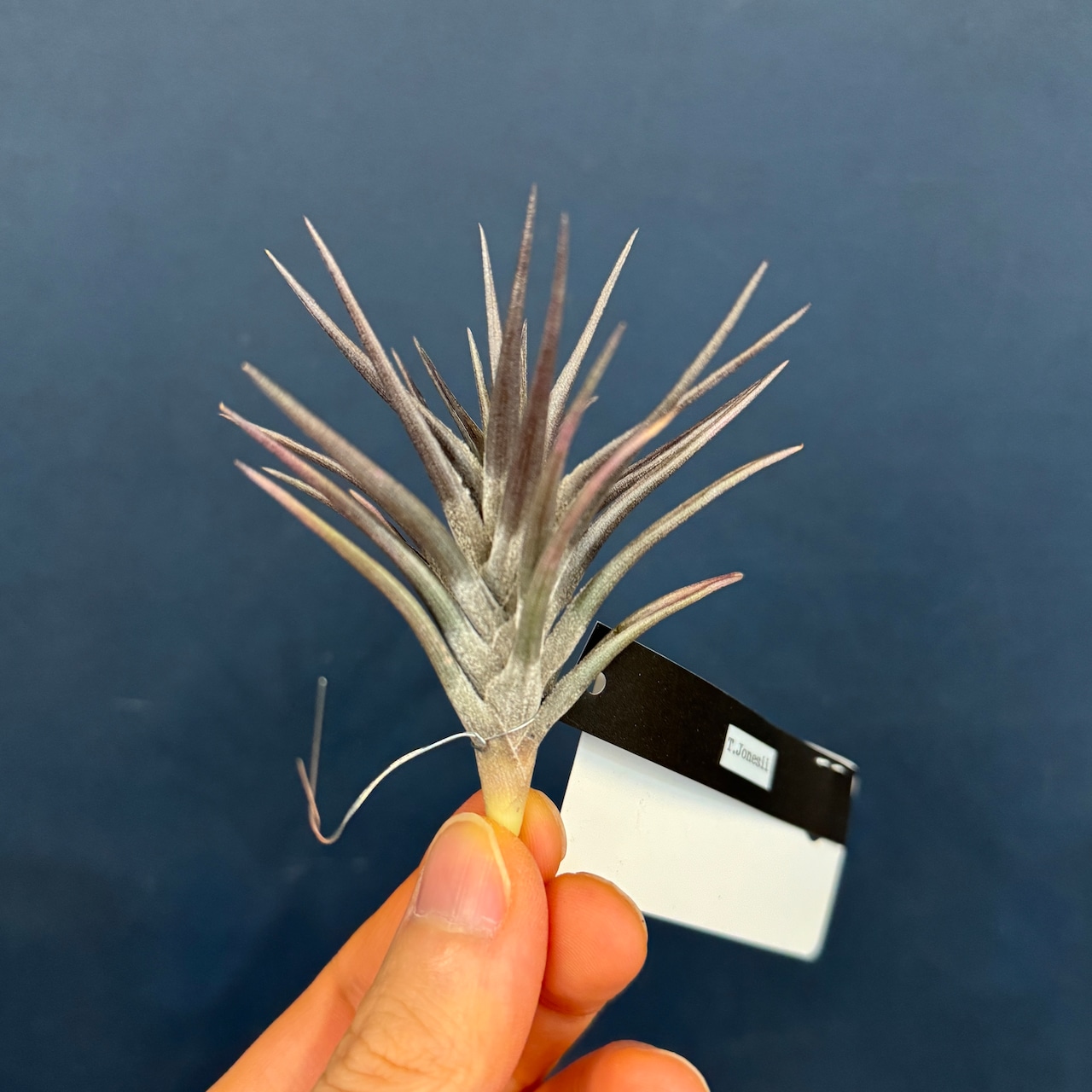 チランジア ジョネシー【285】