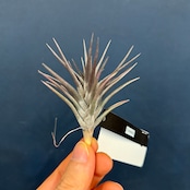 チランジア ジョネシー【285】