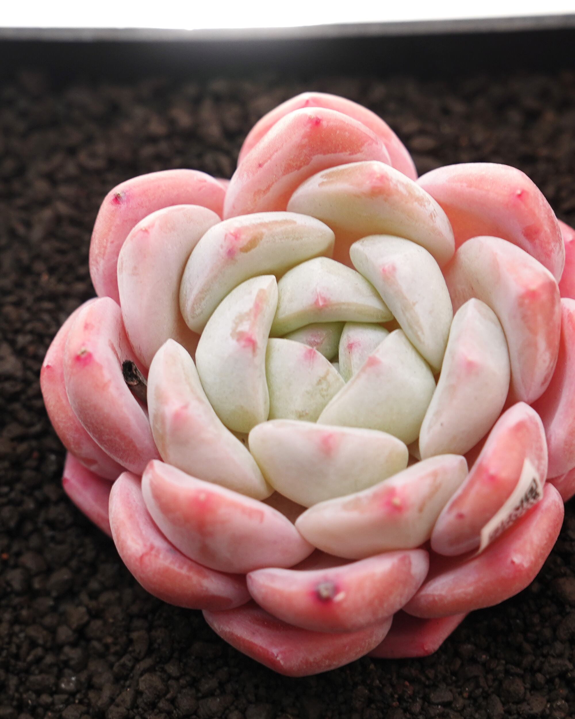 カット苗 アイスドリーム Echeveria 'Ice Dream' | PUKUBOOK SUCCULENTS