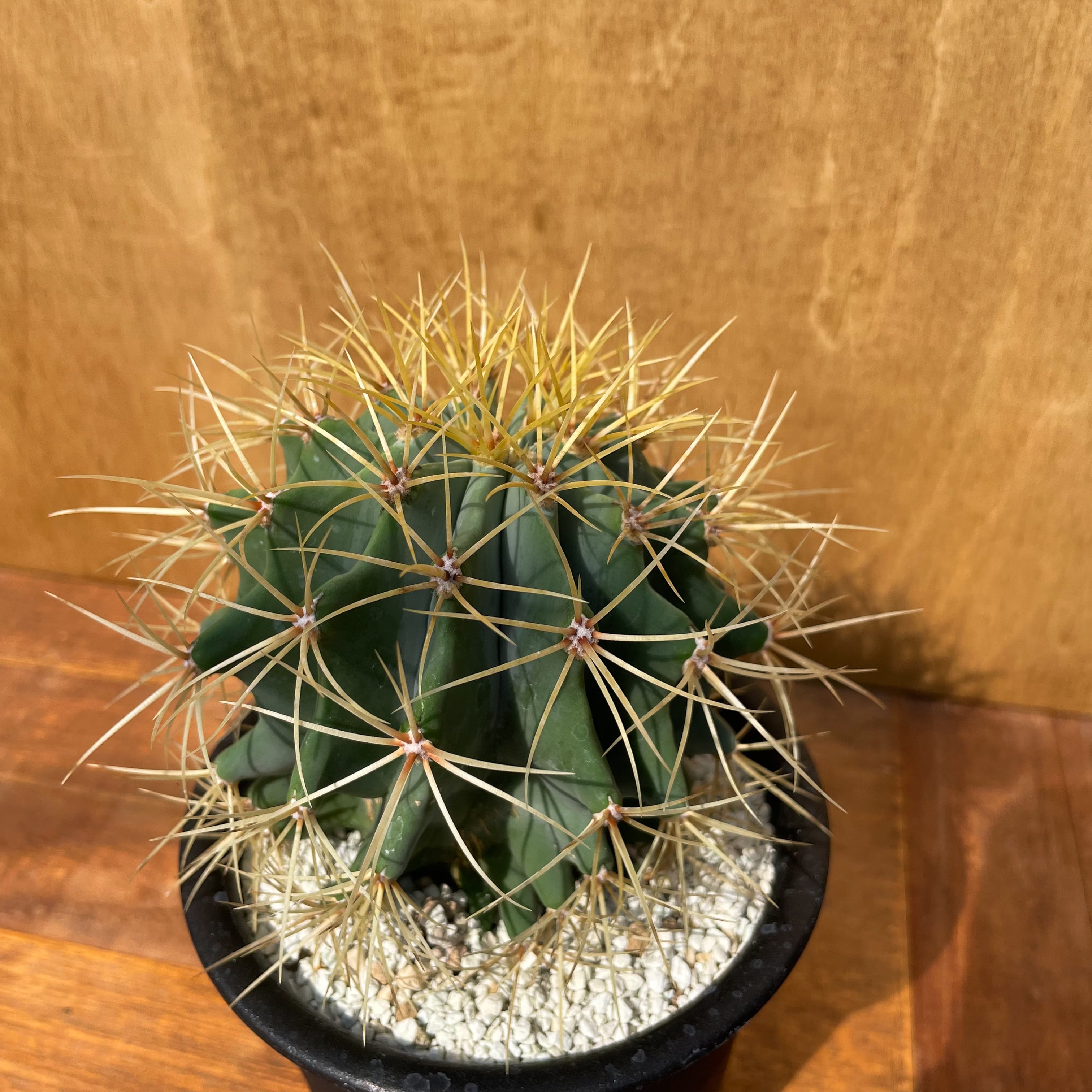 Ferocactus glaucescens【フェロカクタス・王冠竜・実生】 | RIMO