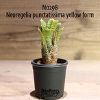 【送料無料】Neoregelia  punctatissima yellow form〔ネオレゲリア〕現品発送N0298