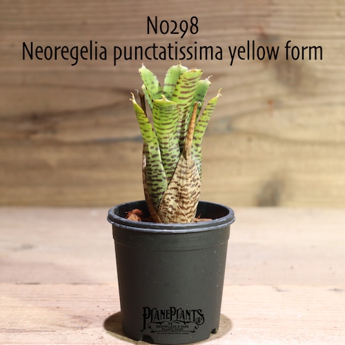 【送料無料】Neoregelia  punctatissima yellow form〔ネオレゲリア〕現品発送N0298