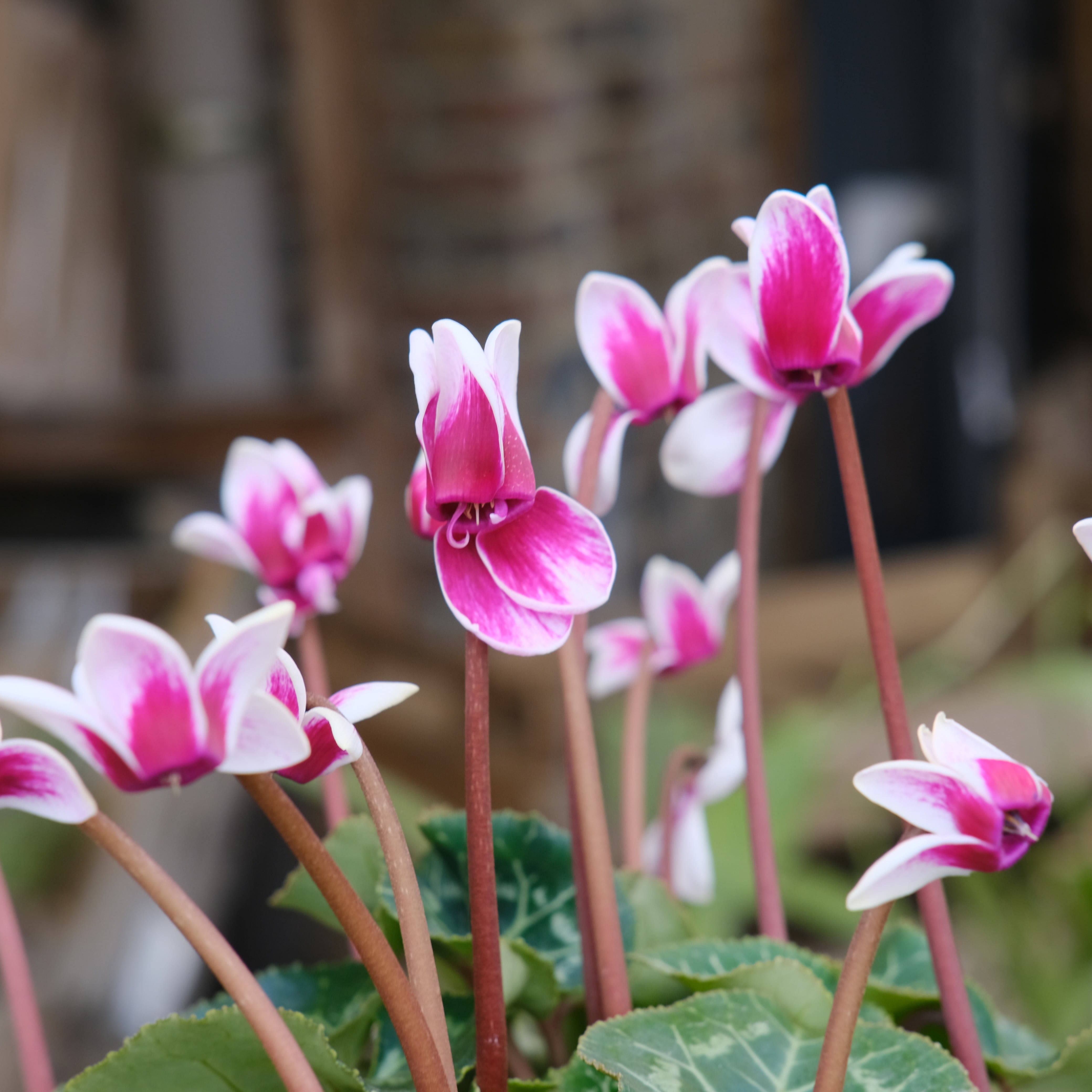 シクラメン チモシリーズ《 ピコティ 一重 》 | グリーンギャラリー