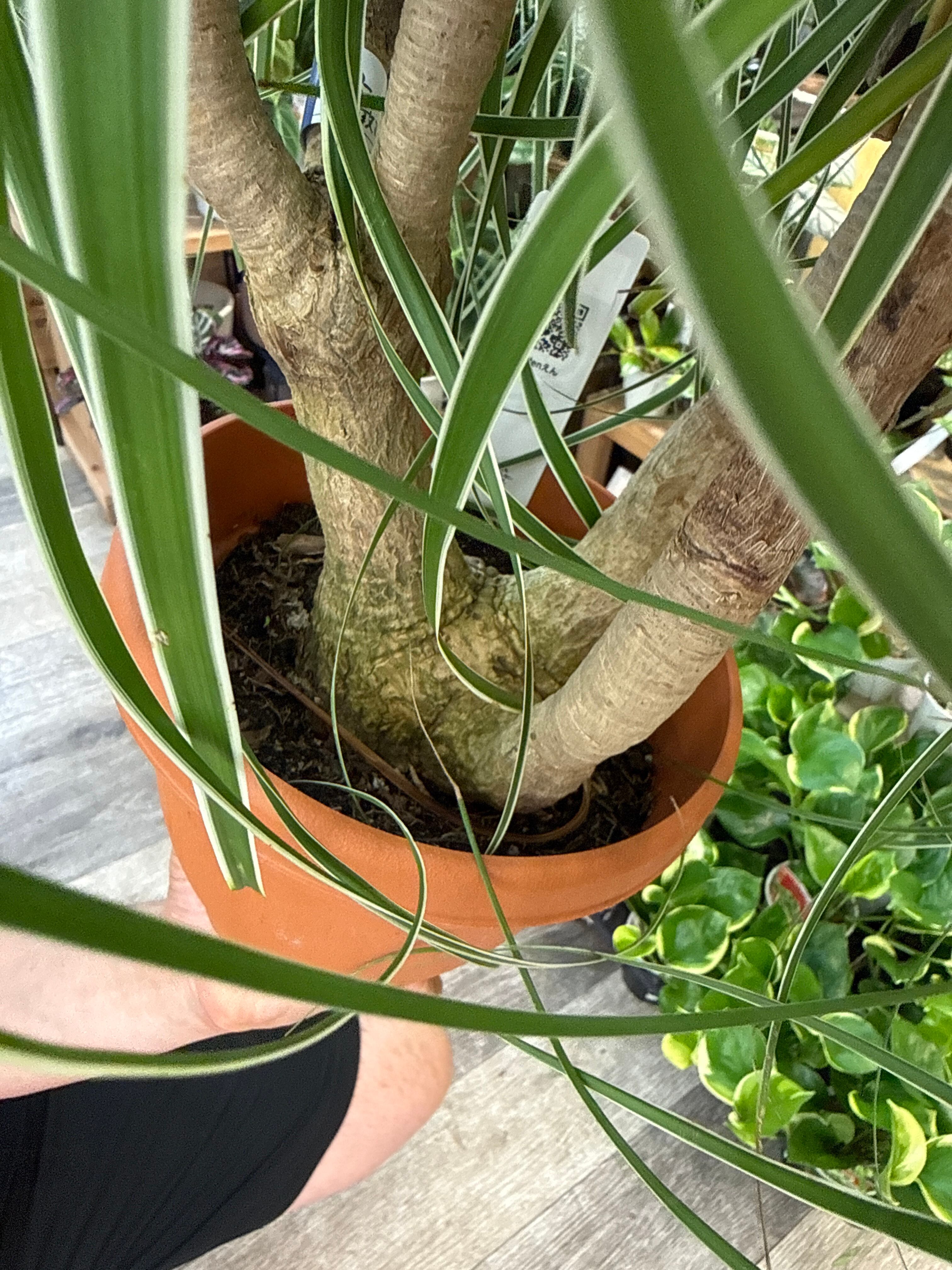 トックリラン 斑入り(覆輪) 'ポニーテール' | Gardenえん 【観葉熱帯植物】