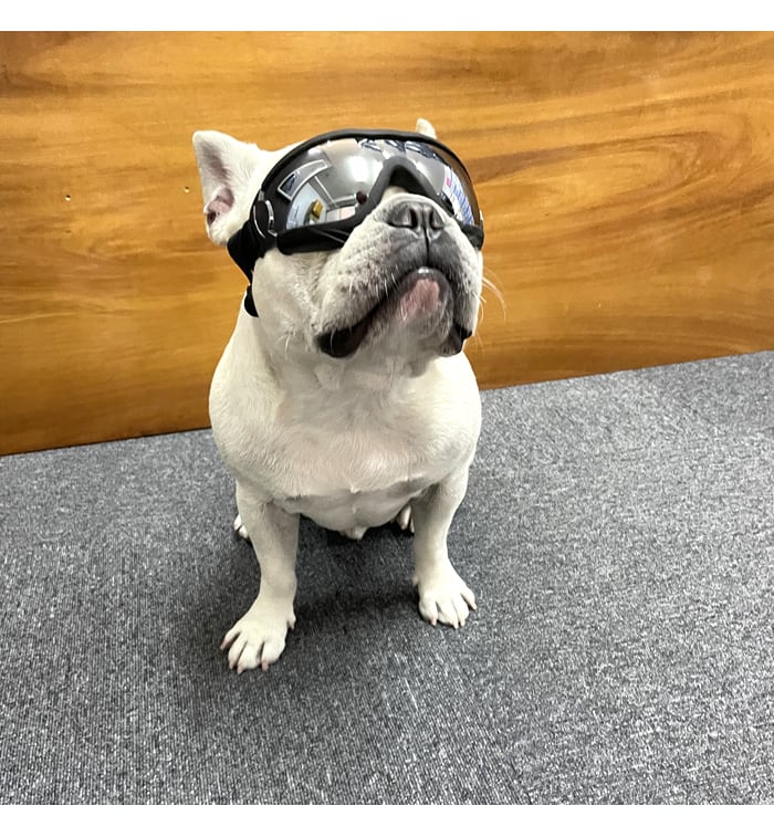 リニューアル】犬 サングラス ペット用 ゴーグル ミラーレンズ UV