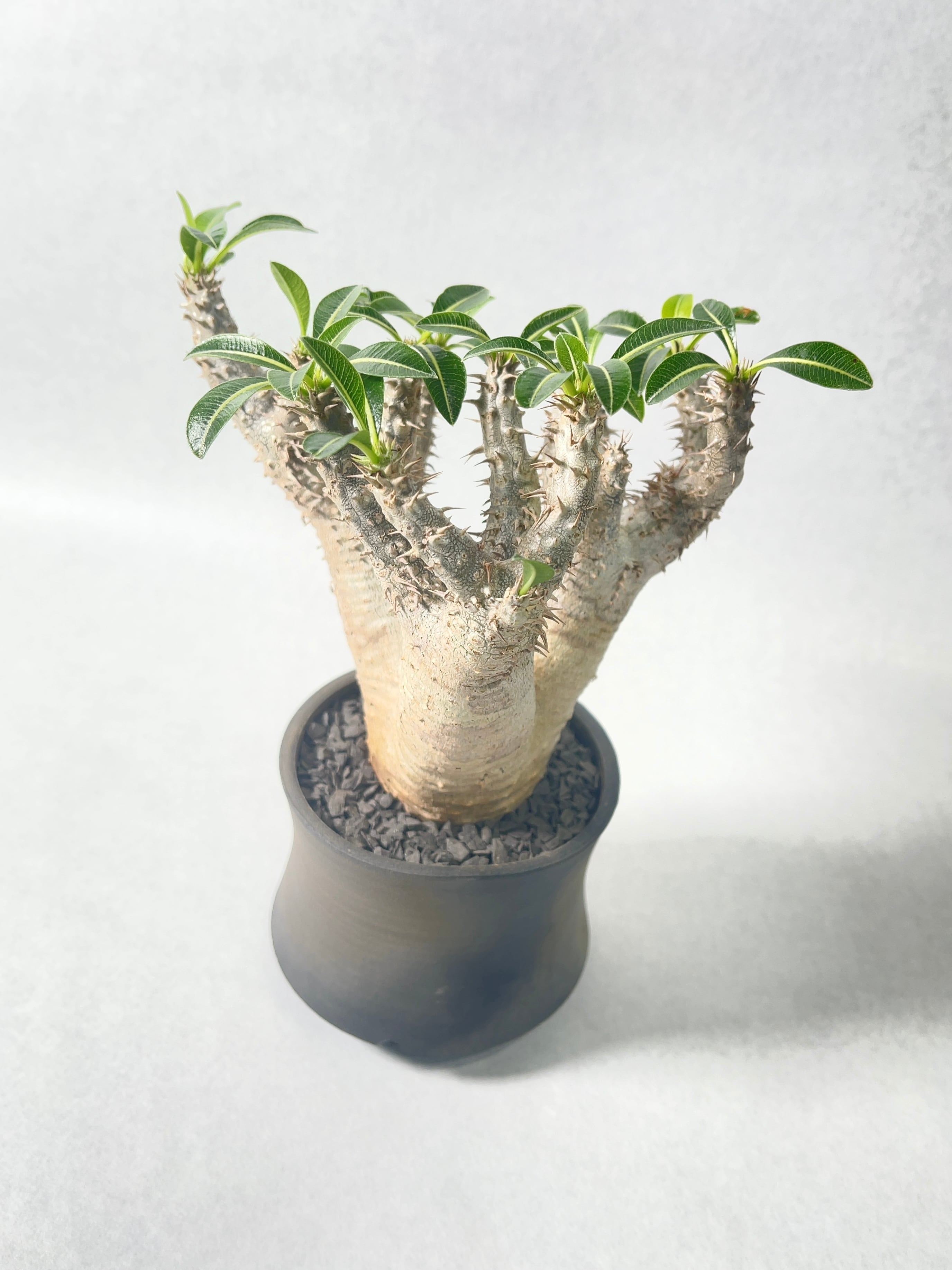 パキポディウム・ホロンベンセ | trigger