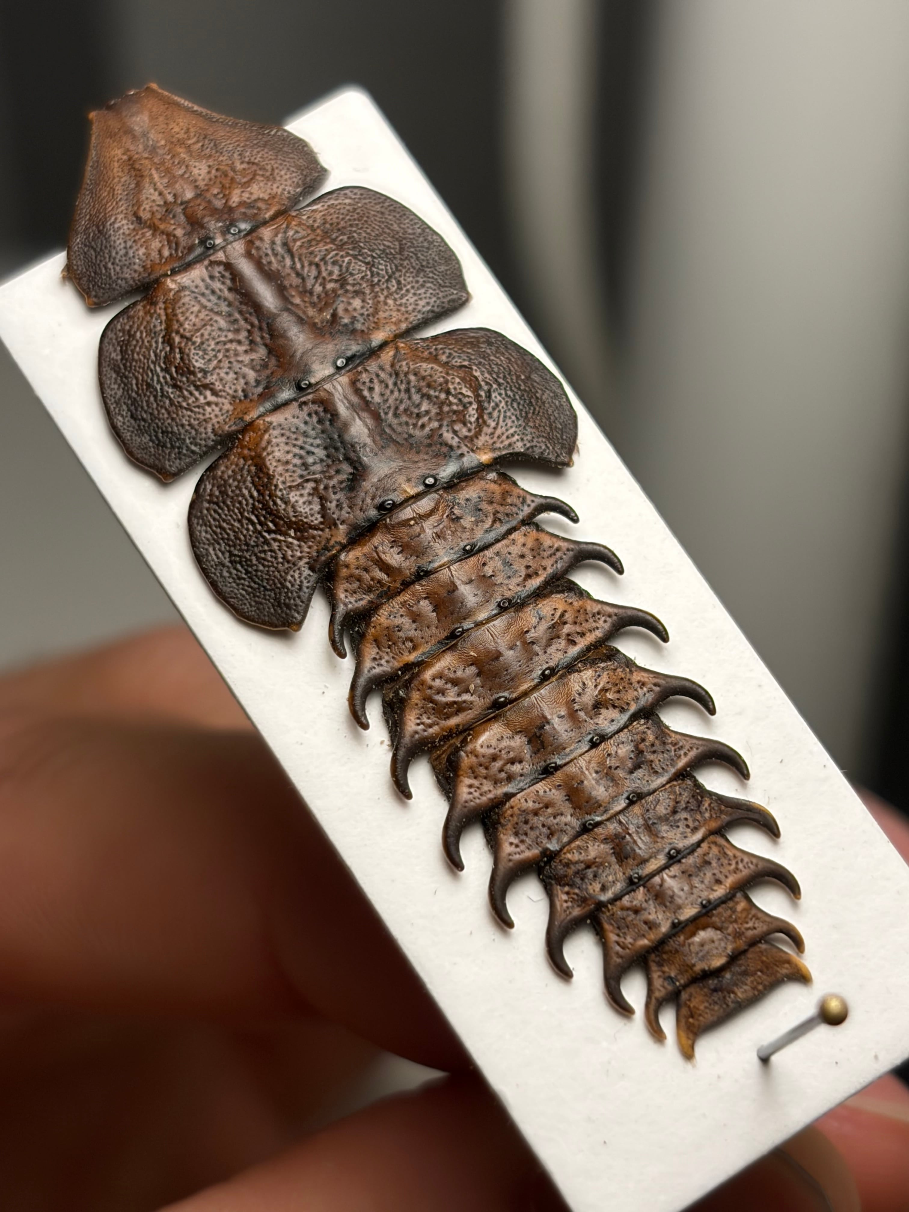サンヨウベニボタルの昆虫標本 ホタル標本 蛍タランチュラムカデ