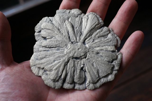 パイライトサン Pyrite Sun