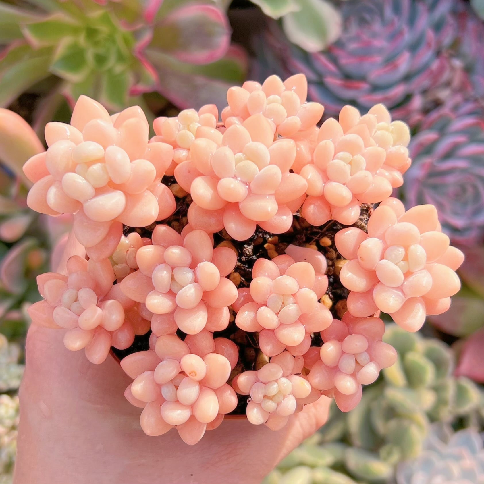 現品　パールミルク#650    群生　るる農園