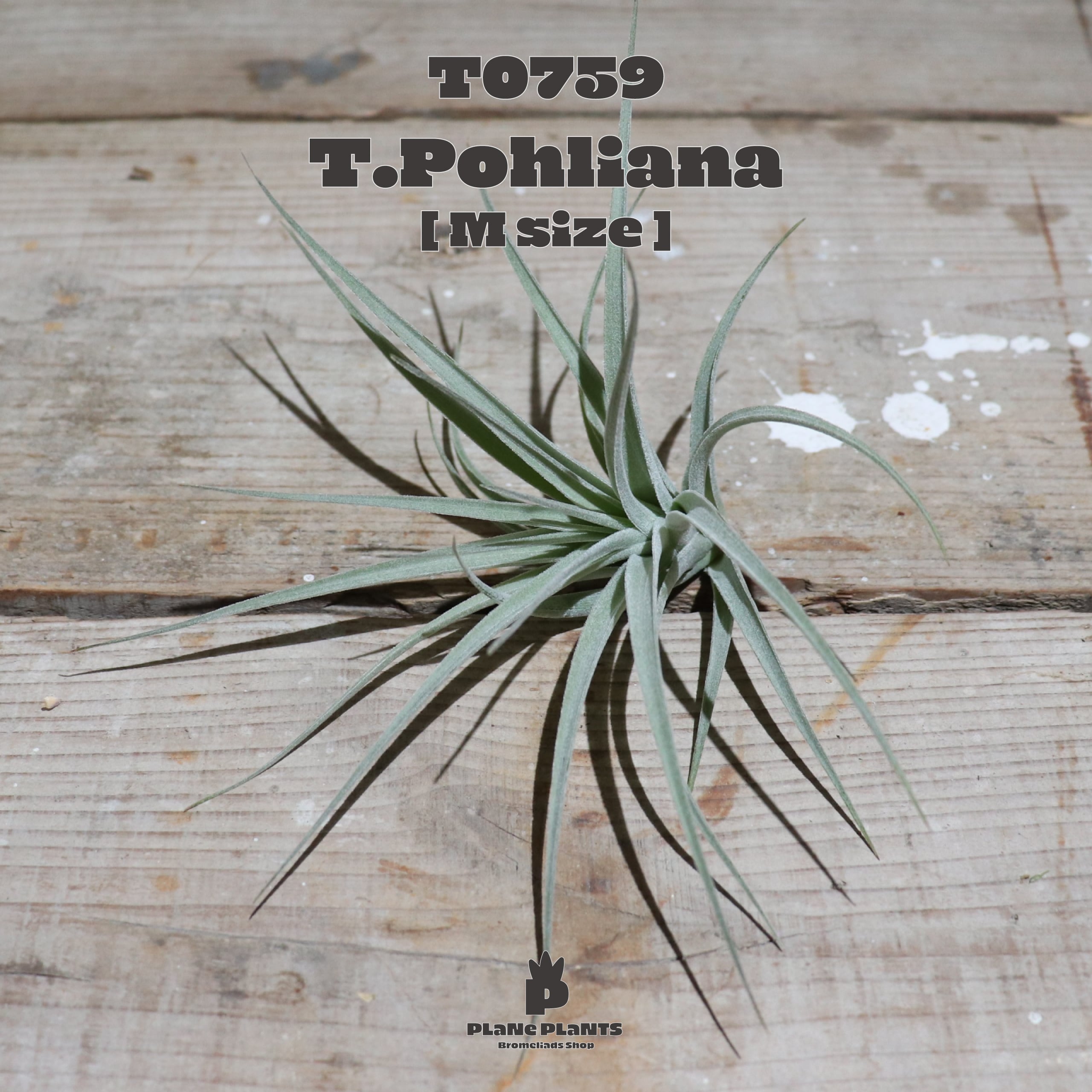 【送料無料】 ポーリアナ M〔エアプランツ〕現品発送T0759