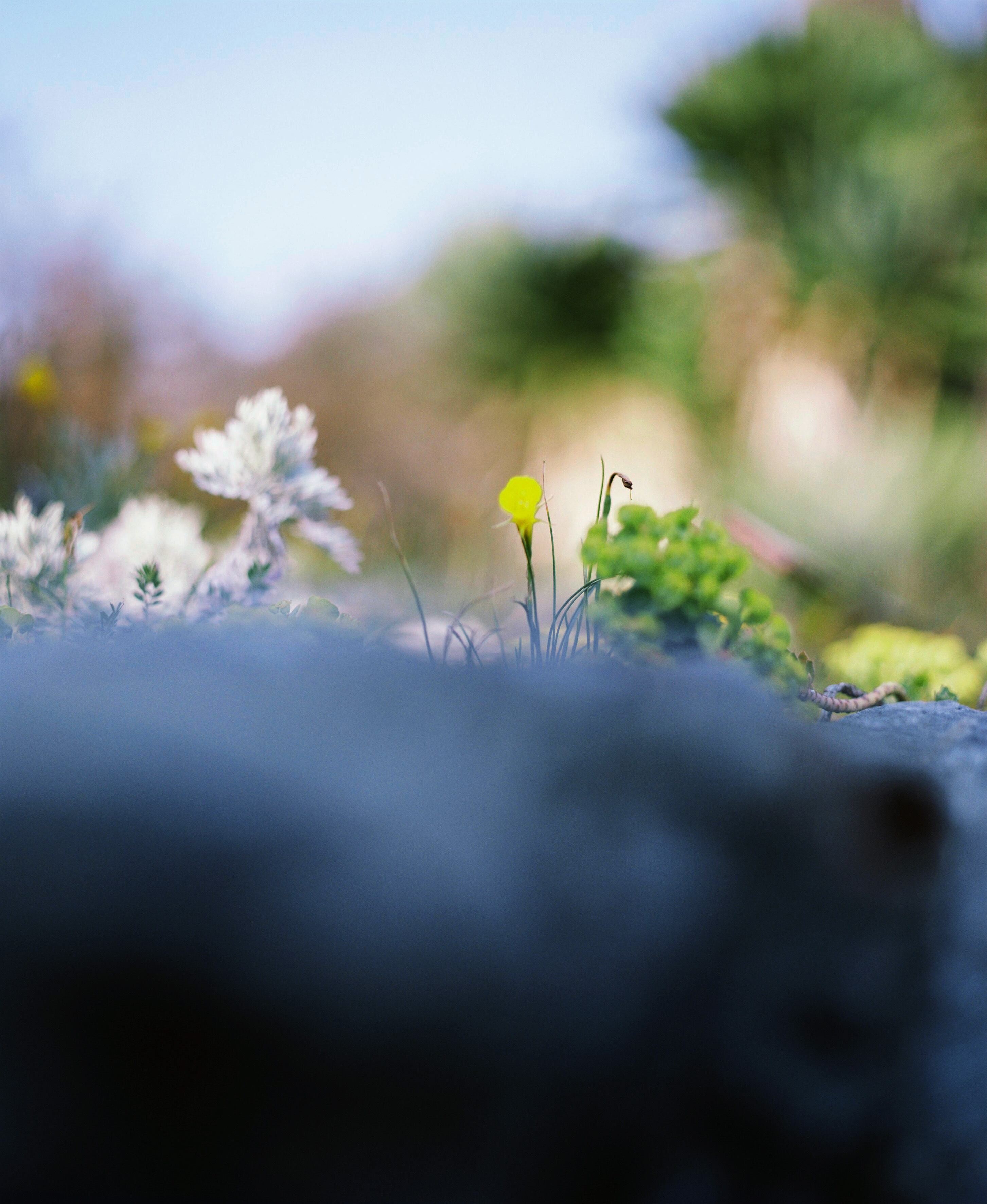 残間奈津子(写真)ナルキッスス・ロミウシ― (植物・大四つサイズ①)