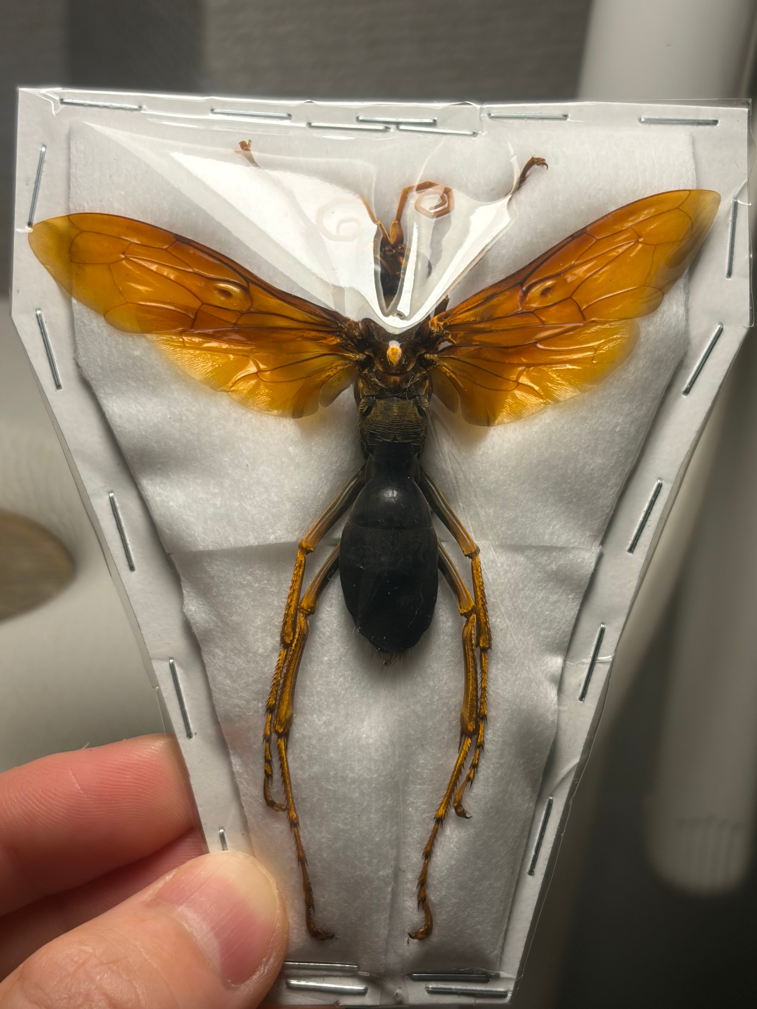 【レア】Eumenes sp. ドロバチ 標本 ワスプ ハチ wasp蜂昆虫標本 黄色基調のタランチュラホーク バードイーター 昆虫標本 ハチ