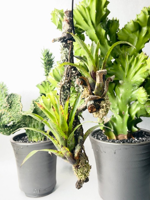 ブリーシア・ルベルシー