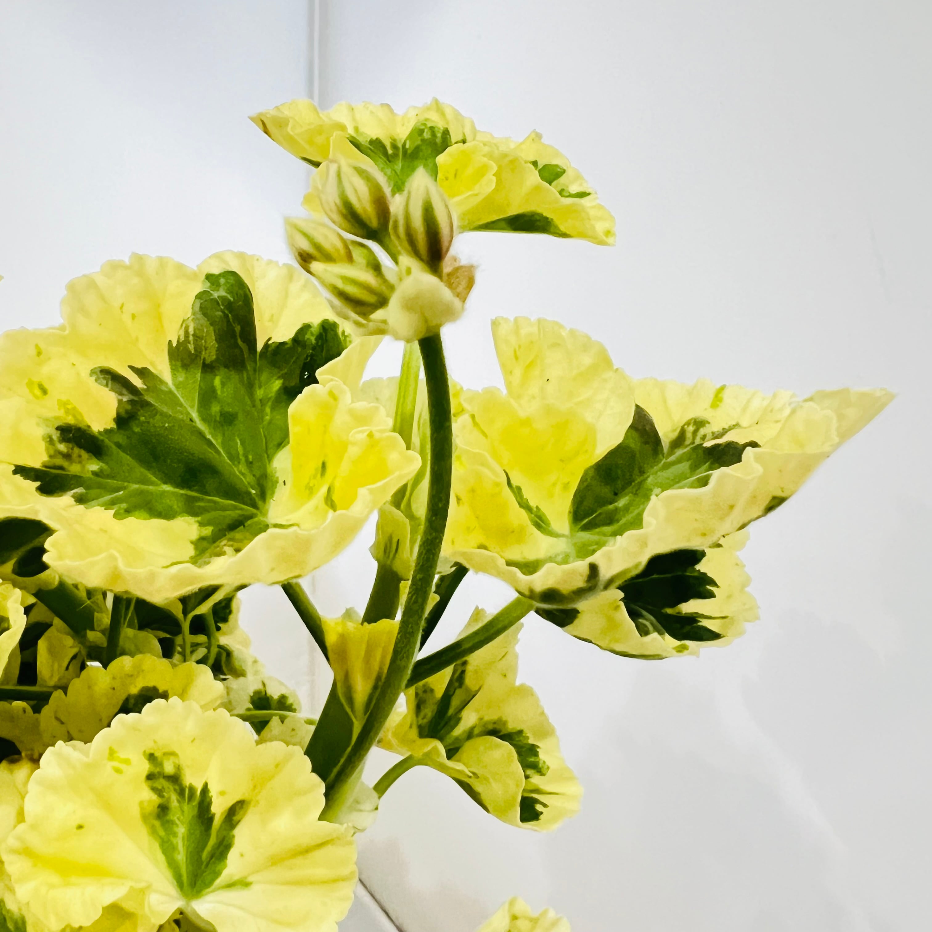 ゼラニウム リトルジップ（5号）斑入り ゼラニウム レア 人気 数量限定