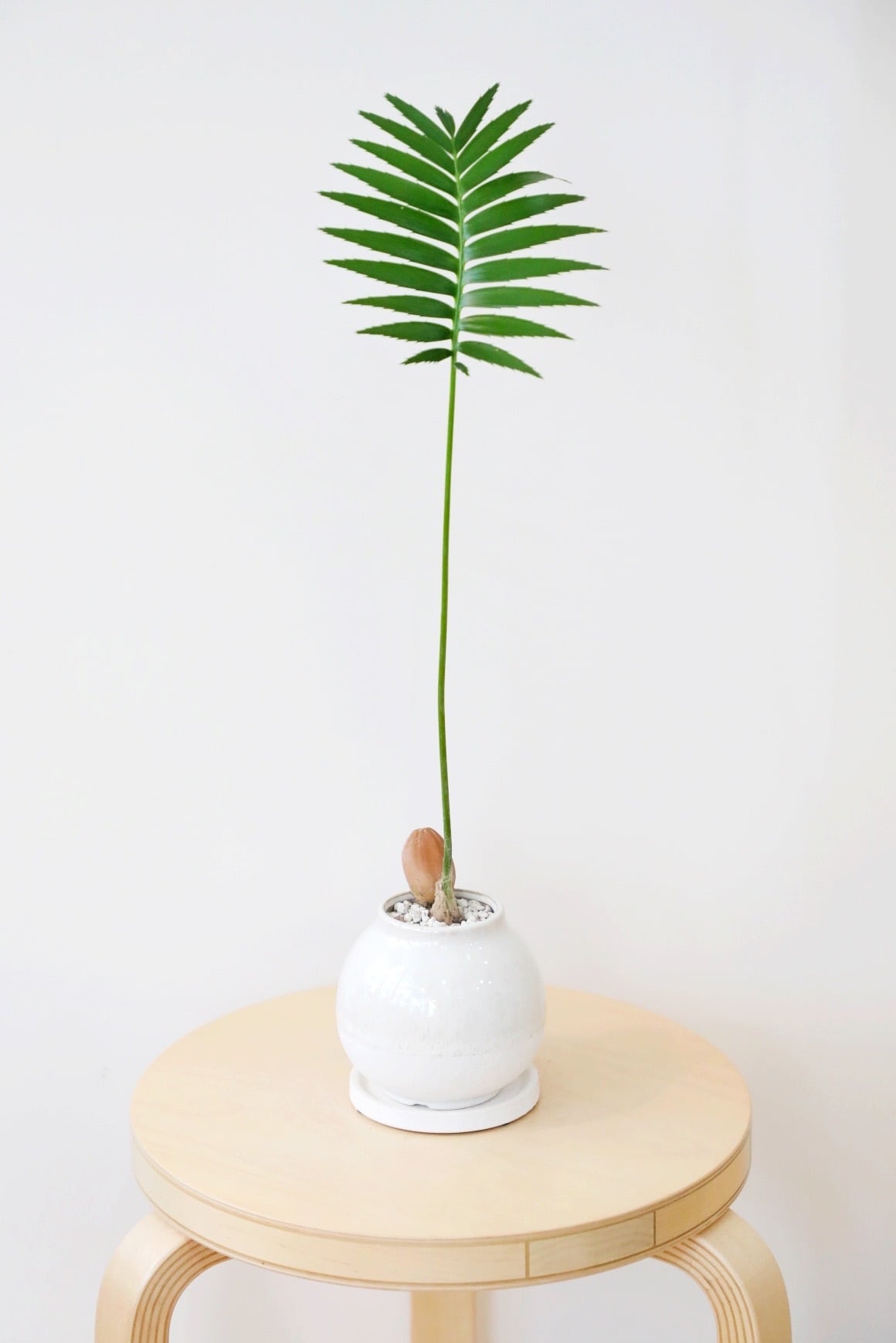 M】ディオーン スピヌローサム/Dioon spinulosum | 【厳選植物・器